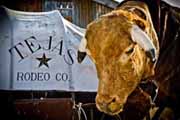 Tejas Rodeo Mechanical Bull